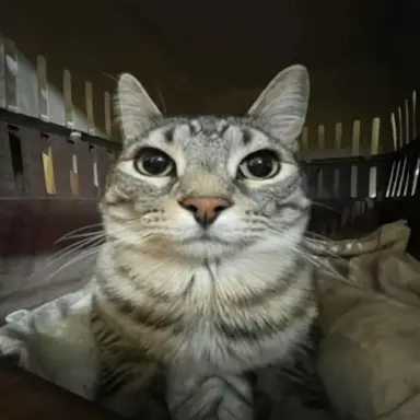 Profile image of Random cat