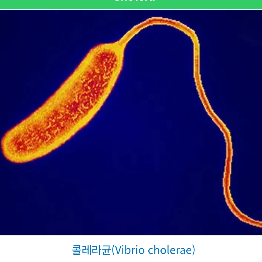 콜레라