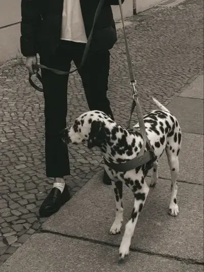 VioletGlove3552의 BL - Dog Dad