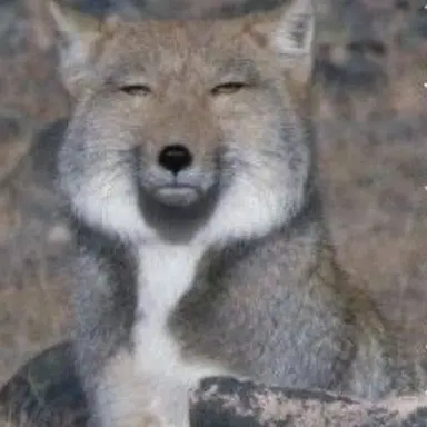 Profile image of 여우