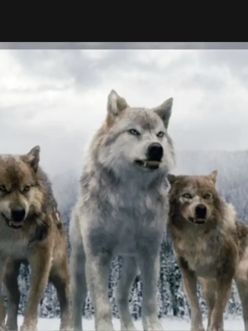 SoreReel0541의 Twilight wolf pack