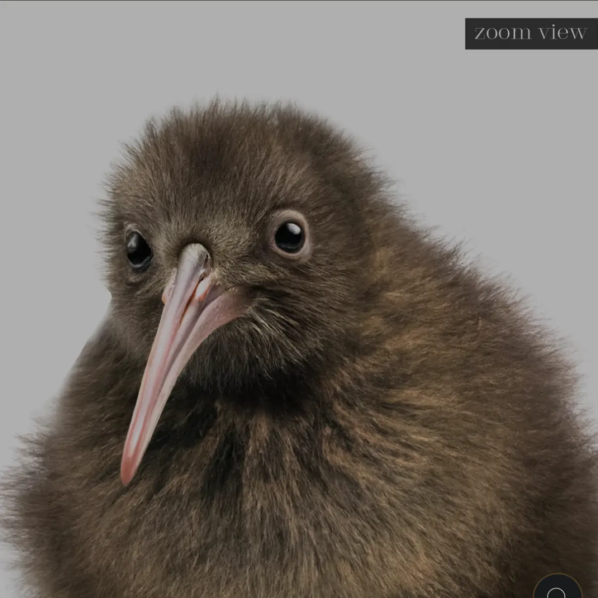 kiwiandpurple의 kiwi