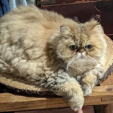Profile image of 太った猫
