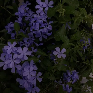 Profile image of 수현