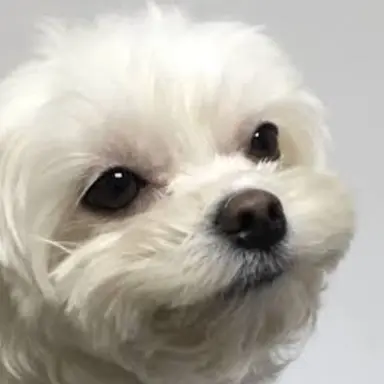 Profile image of 마루