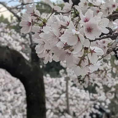 Profile image of 白石