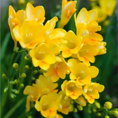Profile image of 각별