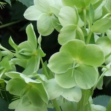 Profile image of 연다