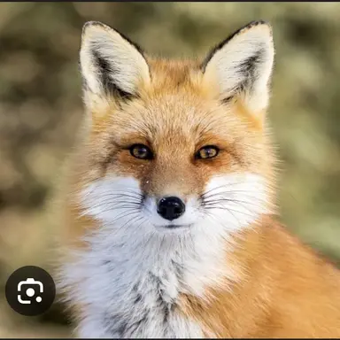 Profile image of 여우