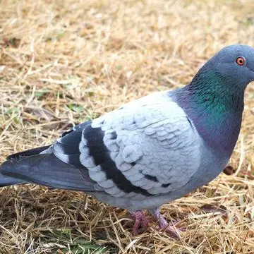Profile image of ハト太郎