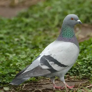 Profile image of ハト