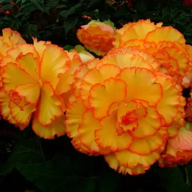 Profile image of akito