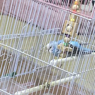 Profile image of 先生