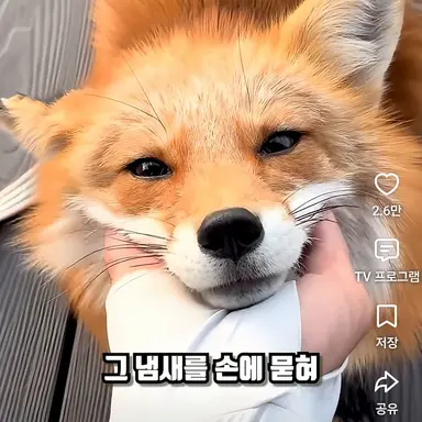 Profile image of 여우