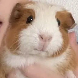 Profile image of サクヤ
