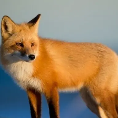 Profile image of 여우