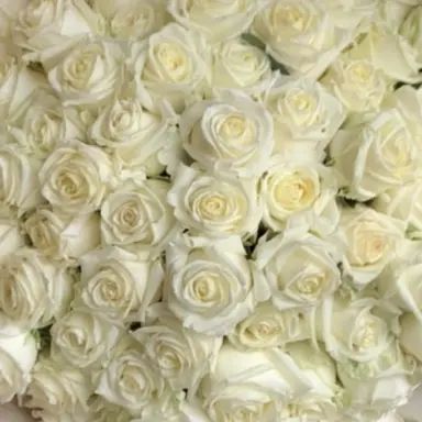 Profile image of HJS