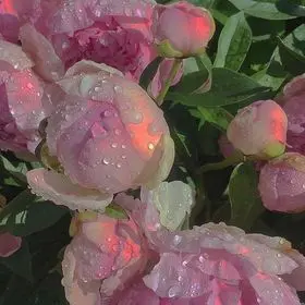 Profile image of 제작자