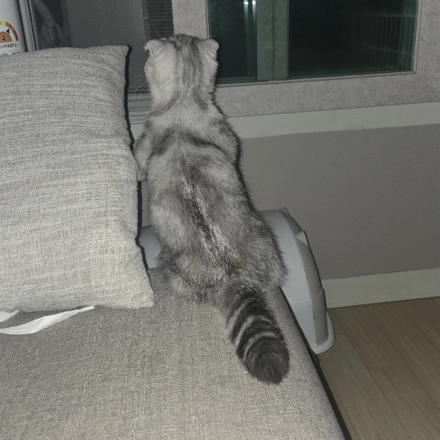 백호