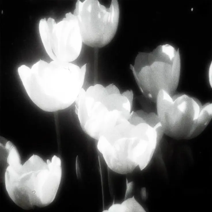 DaringRiver0124의 너라는 꽃의 꽃말은