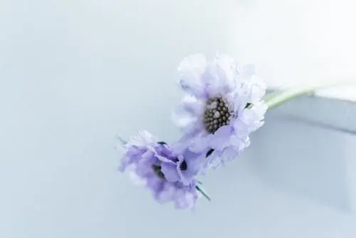 Profile image of 가부키모노