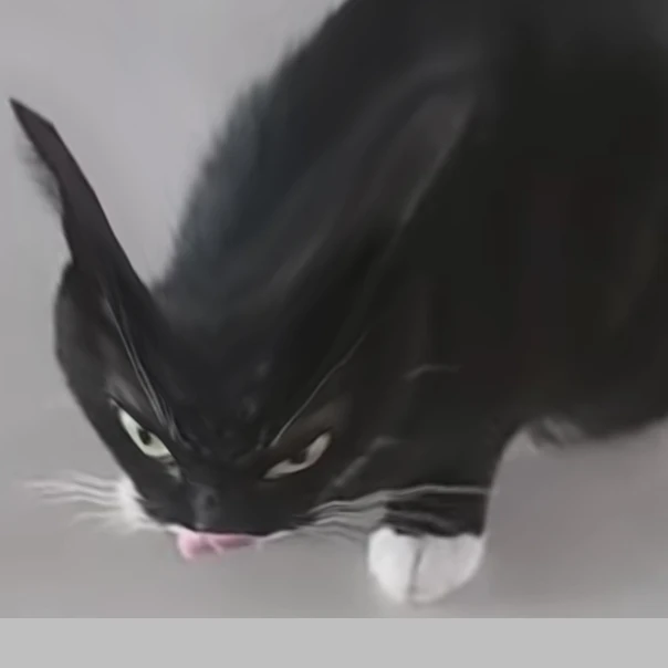 냥이