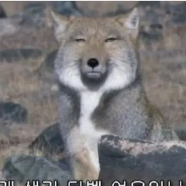 Profile image of 여우