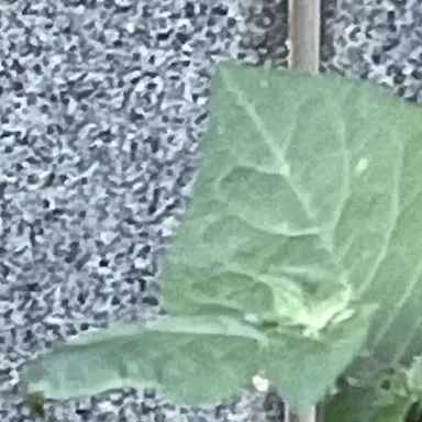 Profile image of 공룡