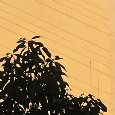 Profile image of 덕개