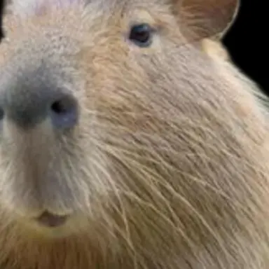 Profile image of 티밍러들