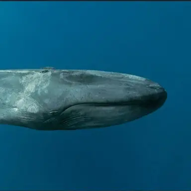 Profile image of 고래