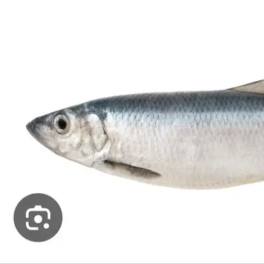 Profile image of 물고기