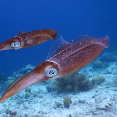 Profile image of 오징어