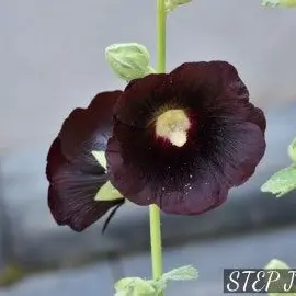 Profile image of 우융