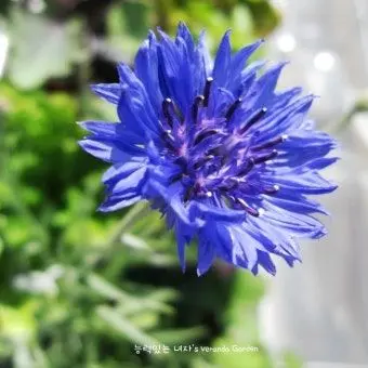 Profile image of 파이브