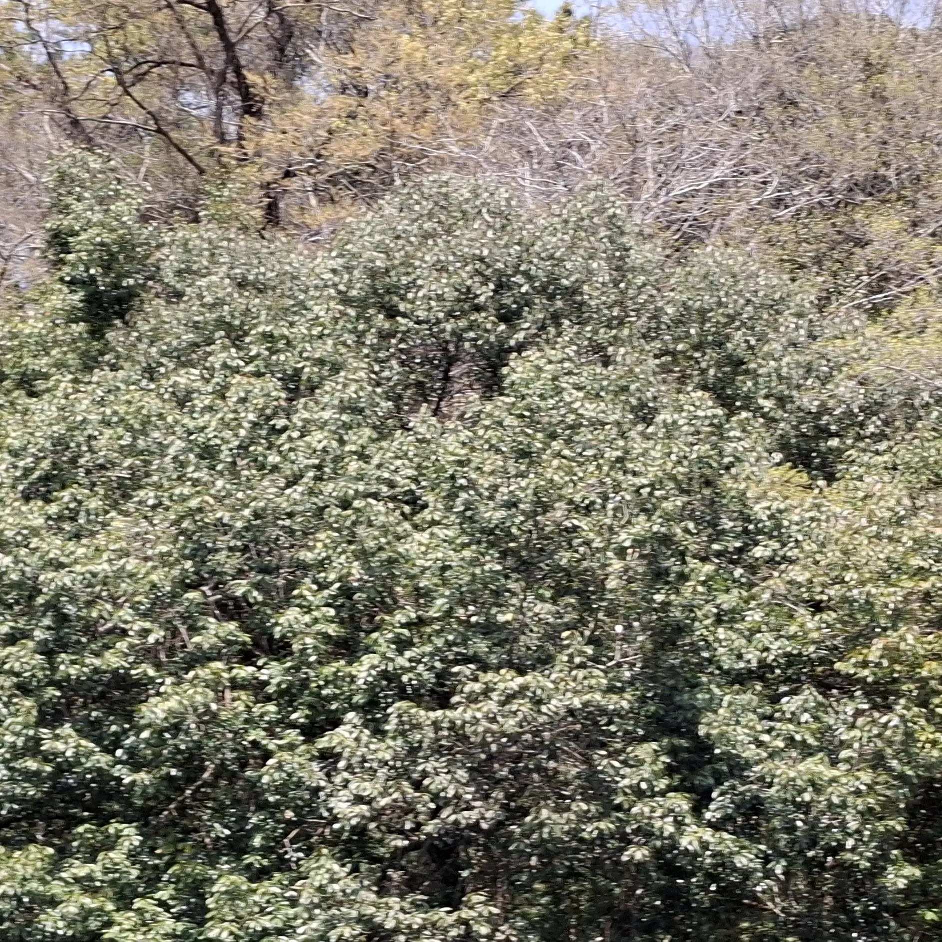 FakeSnake0033의 천년나무 쿠키