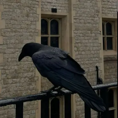 Profile image of 카렐