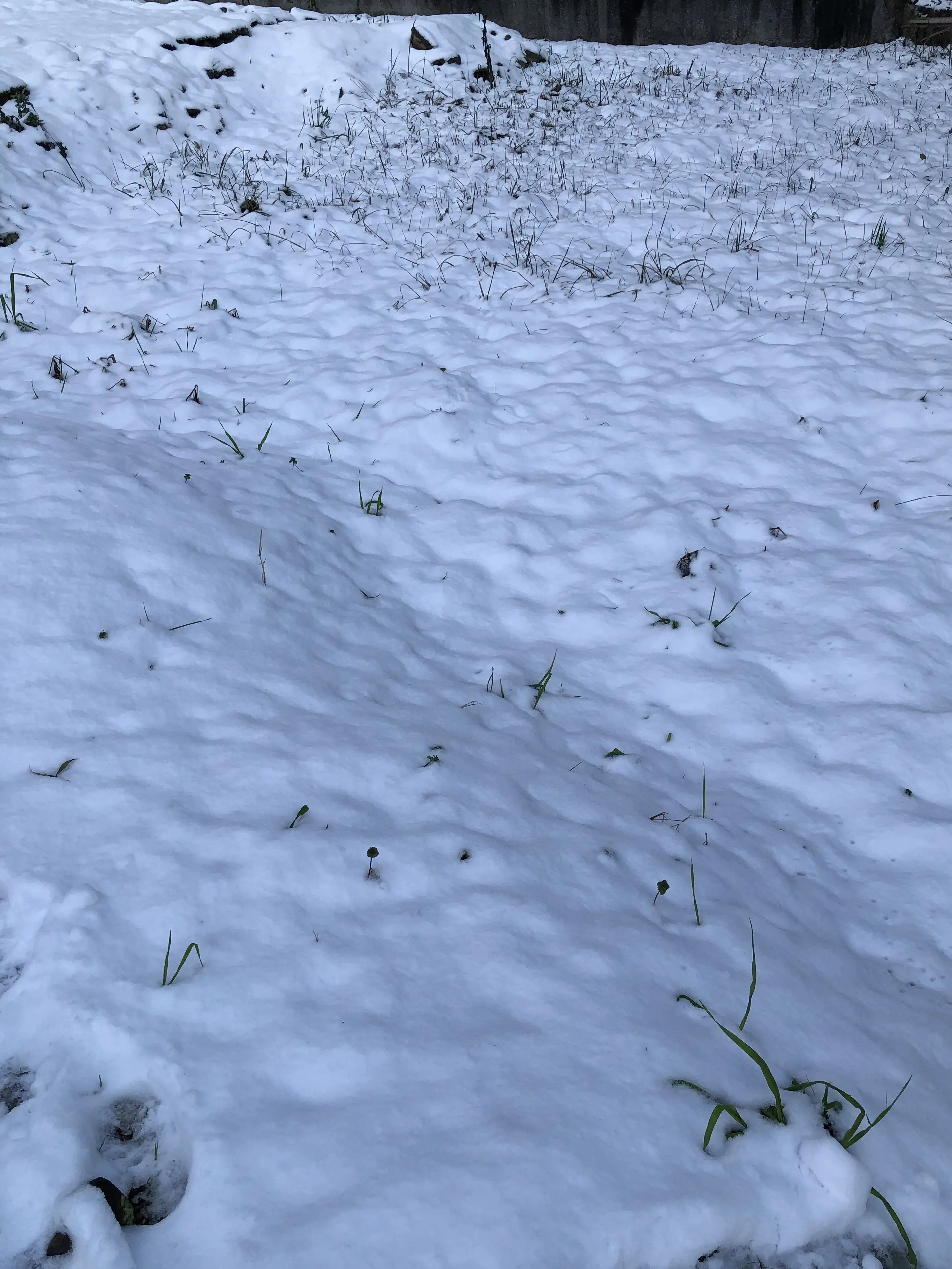 unko_lol의 貴族って色んな意味でやばいね(適当)