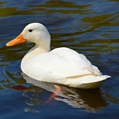 오리