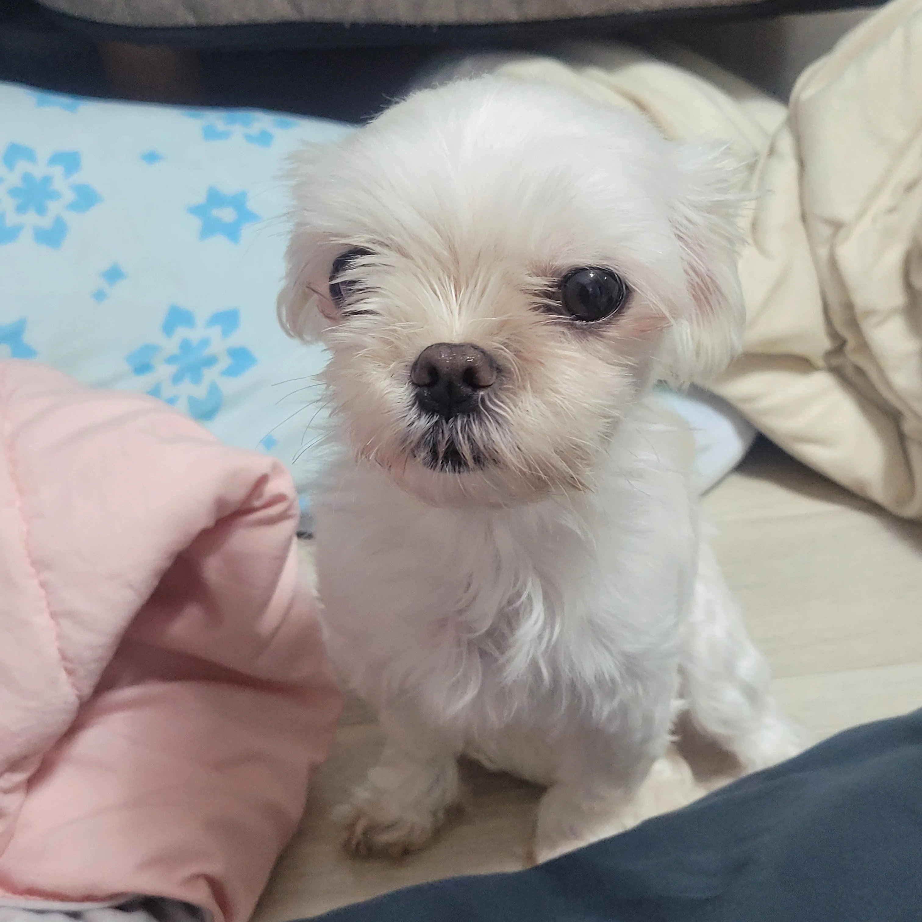 베리