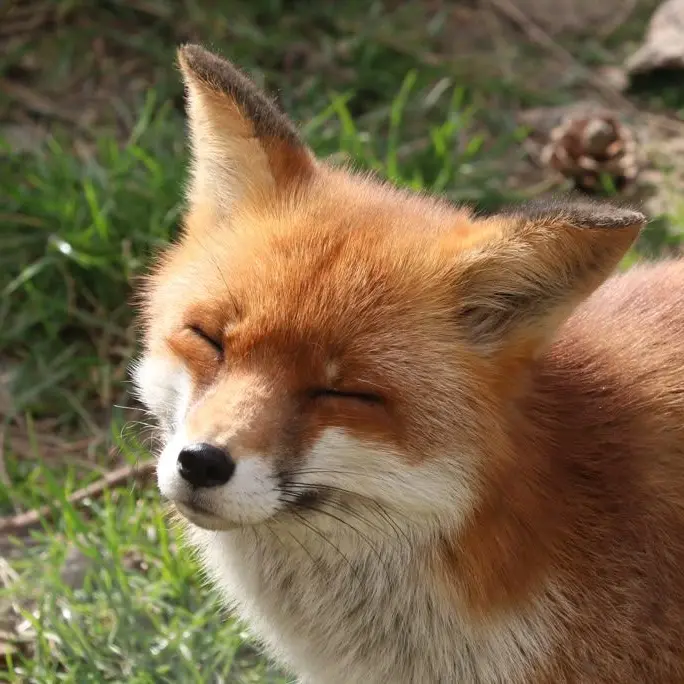 Shinobu1의 유튜브 MT!