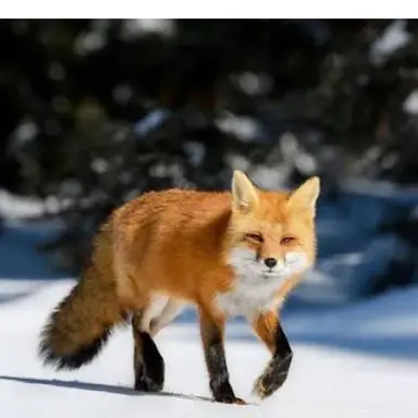 Profile image of チェ・ヨウ