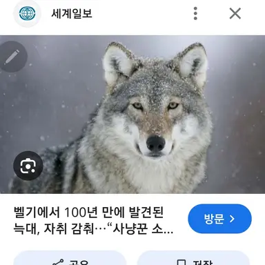 Profile image of 늑대