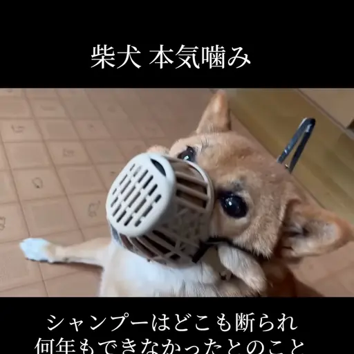 KamimuraHina의 柴犬のマメくん