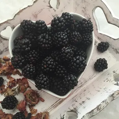 Profile image of 늑대