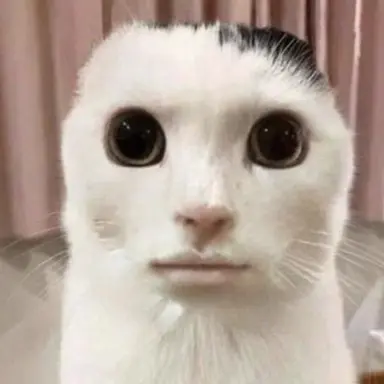 Profile image of 猫