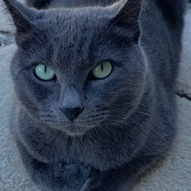 Profile image of Quill