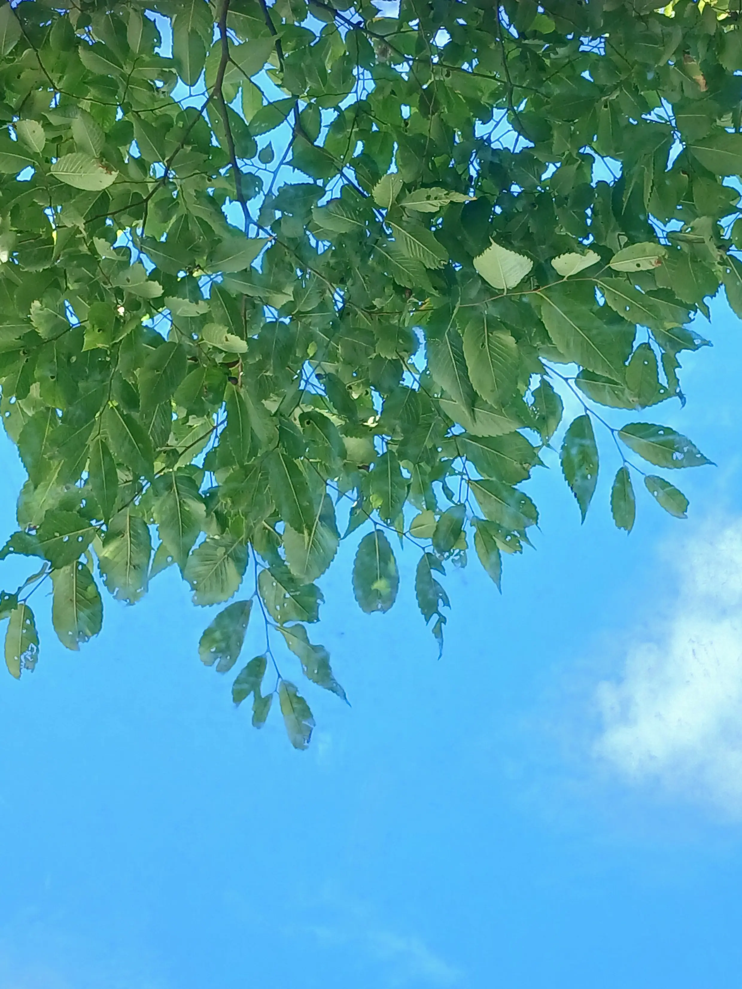 god_is_me의 あなたの森