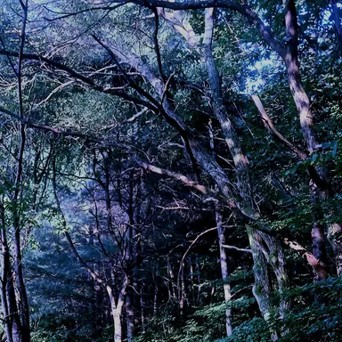 Profile image of 亡者の区域