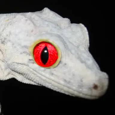 Profile image of 이자헌